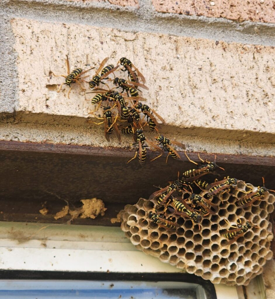 wasps