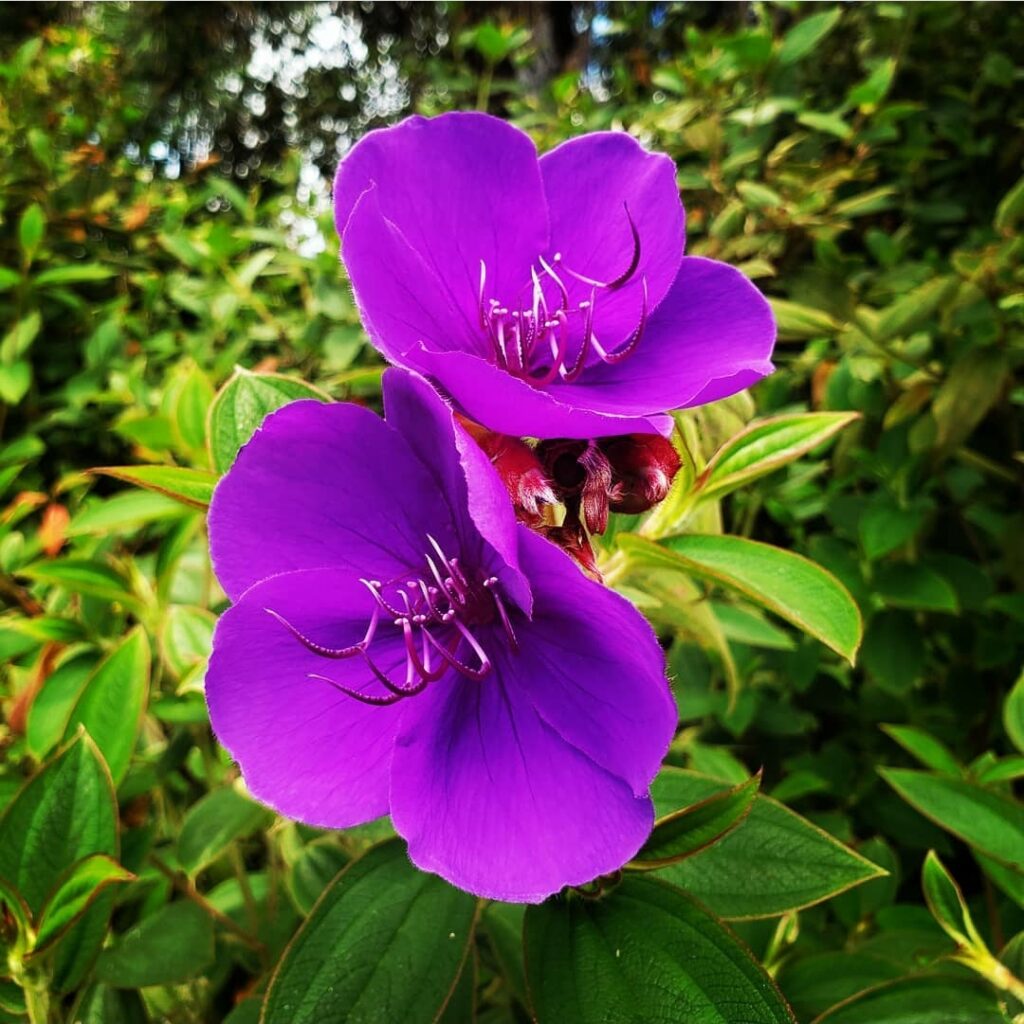 Purple flower weed