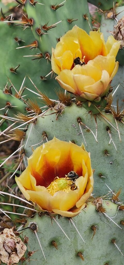 Bees in flowers