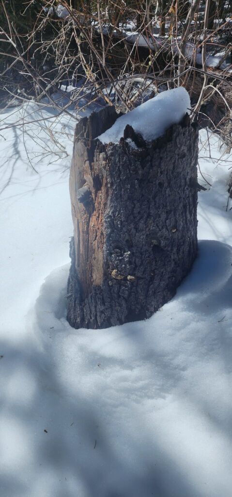 log