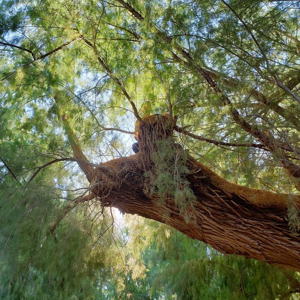 Someone in tree